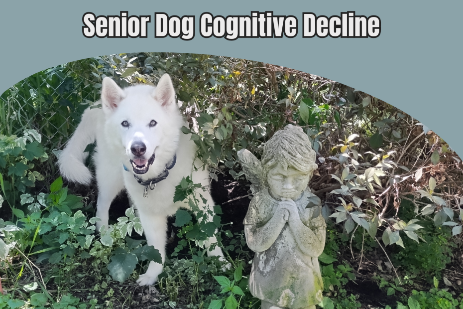 My dog Loki who is struggling with senior dog cognitive decline looking out from under a bush by a statue with an angel