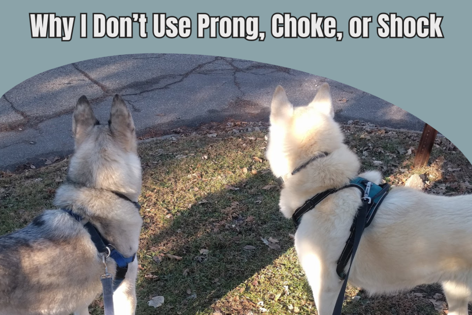 Two dogs standing wearing back-clip harnesses (rather than a prong collar).