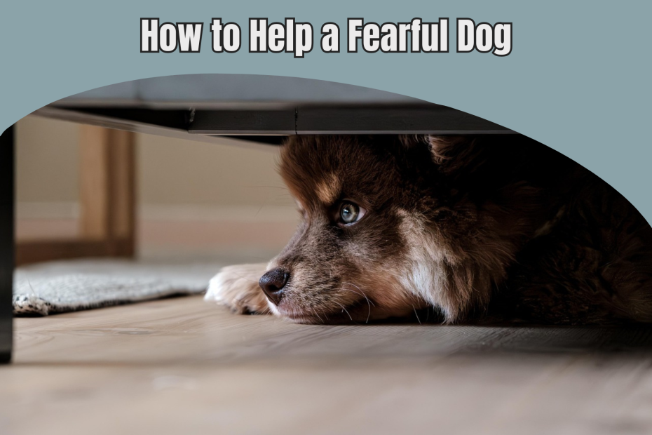 A fearful dog hiding under a bed