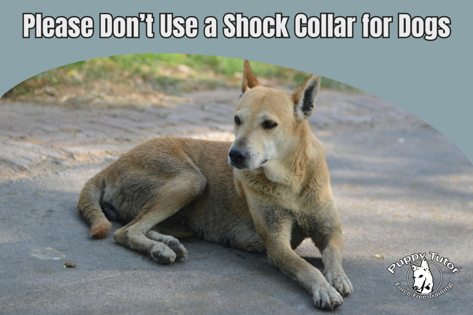 A dog shut down, presumably worried about having to wear a shock collar for dogs
